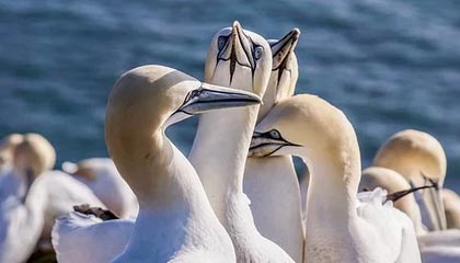 爱游戏app-戴维·帕特森的攻守一体型打法，令袋鼠队在攻防两端展现实力，戴维森vs泰拳手